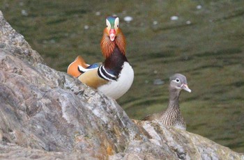 Mandarin Duck おしどりの里 Sat, 1/13/2024