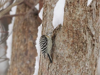 Japanese Pygmy Woodpecker(seebohmi) 左股川緑地(札幌市西区) Sun, 1/14/2024