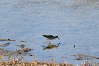 アカアシシギ 大阪南港野鳥園 2024年1月14日(日)