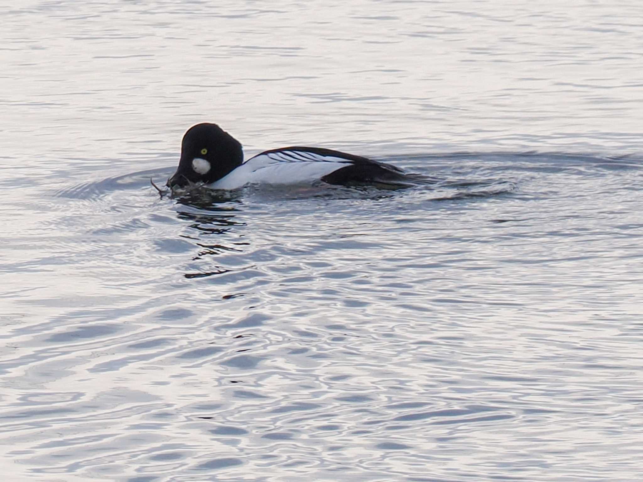 Common Goldeneye