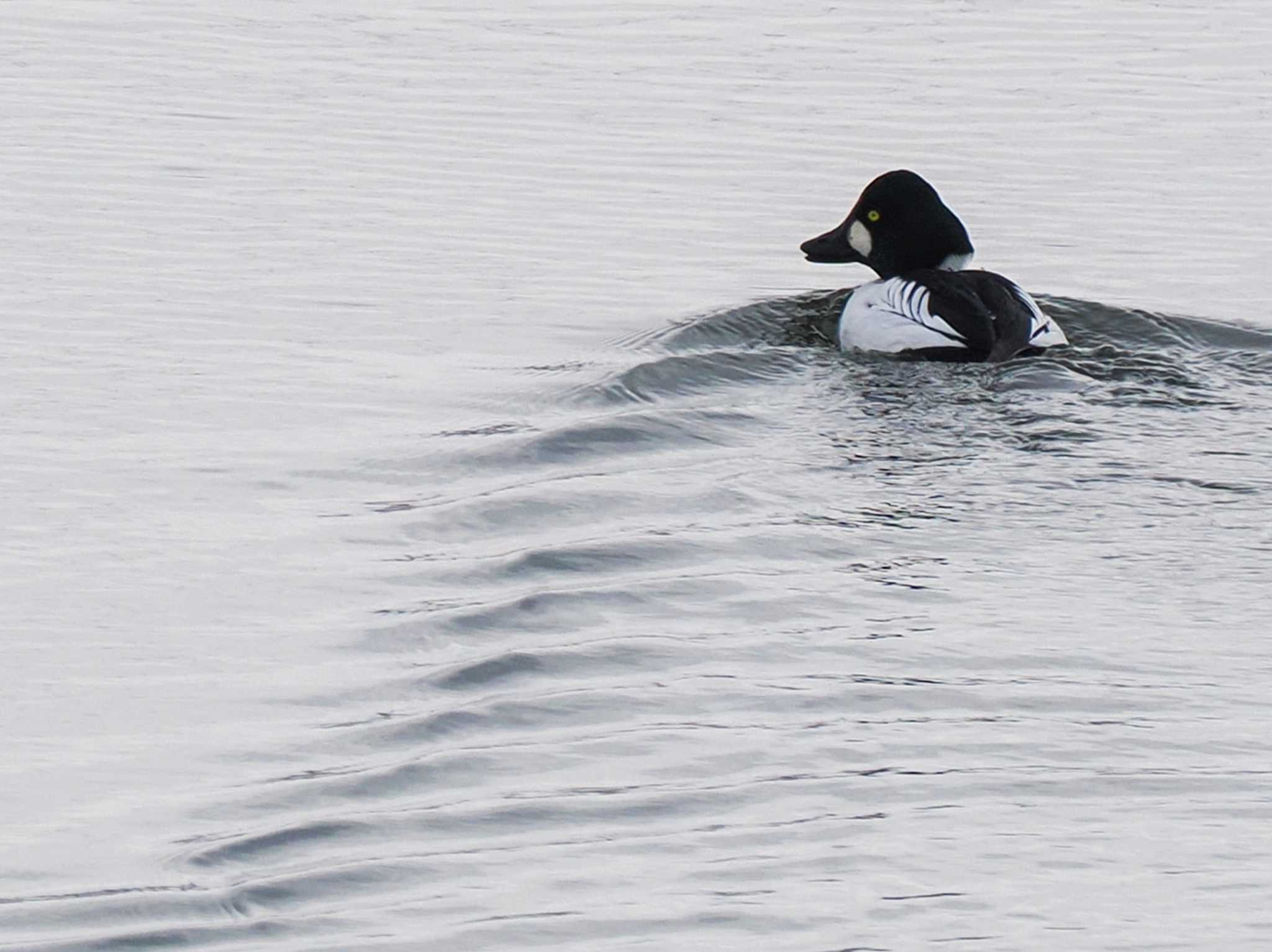 Common Goldeneye