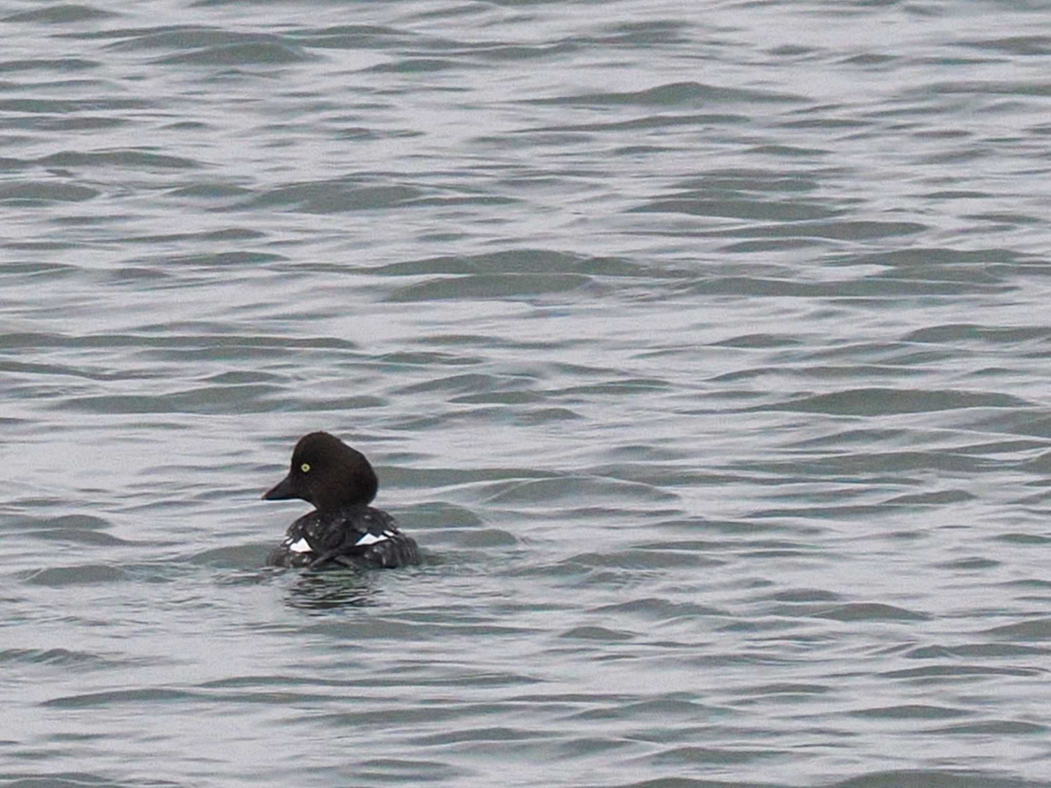 Common Goldeneye