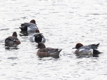 Sun, 1/14/2024 Birding report at 石狩 茨戸川