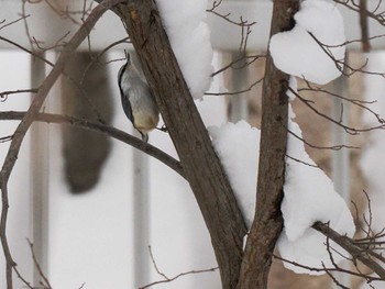 2024年1月14日(日) 福井緑地(札幌市西区)の野鳥観察記録