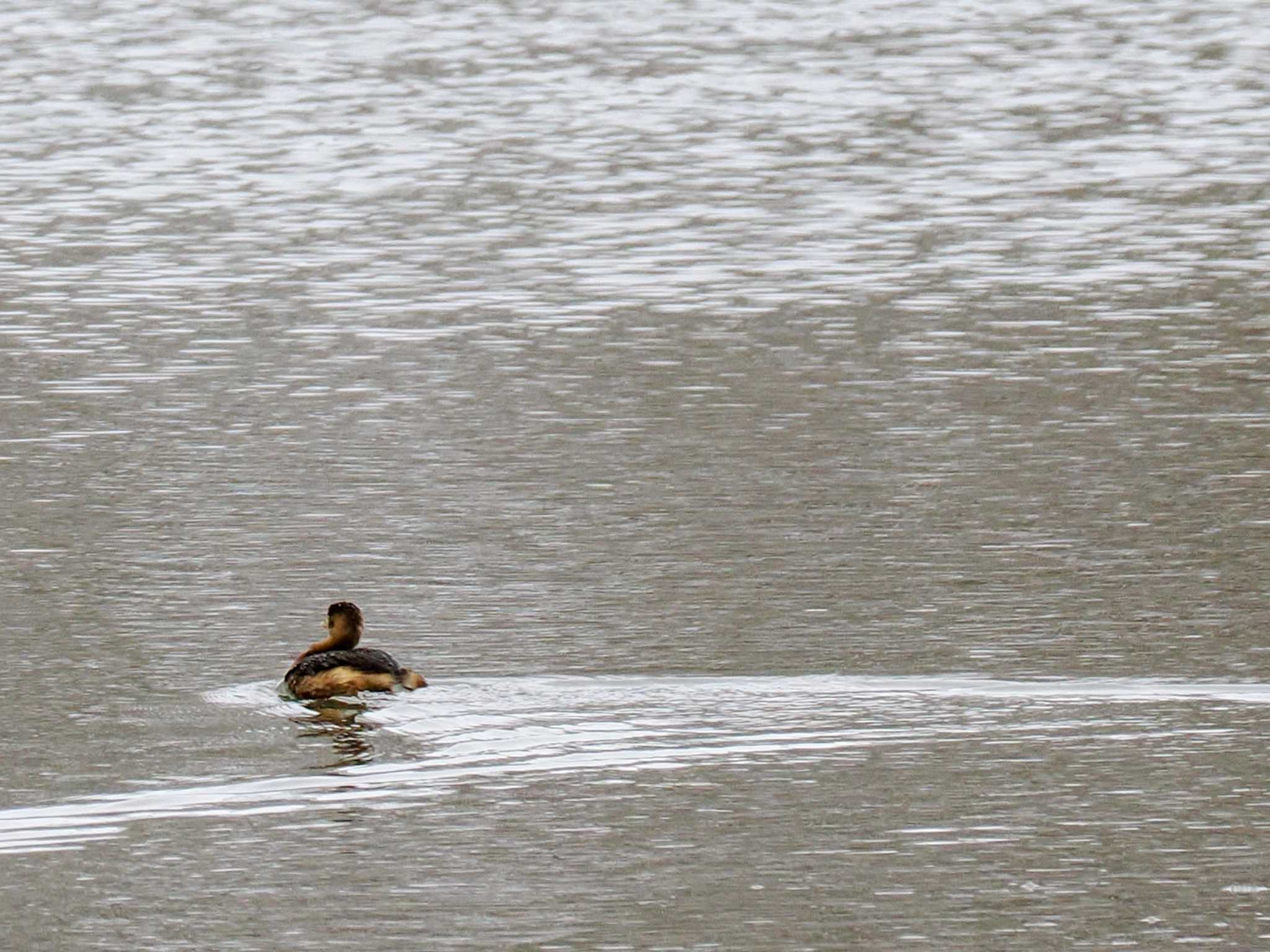 Little Grebe