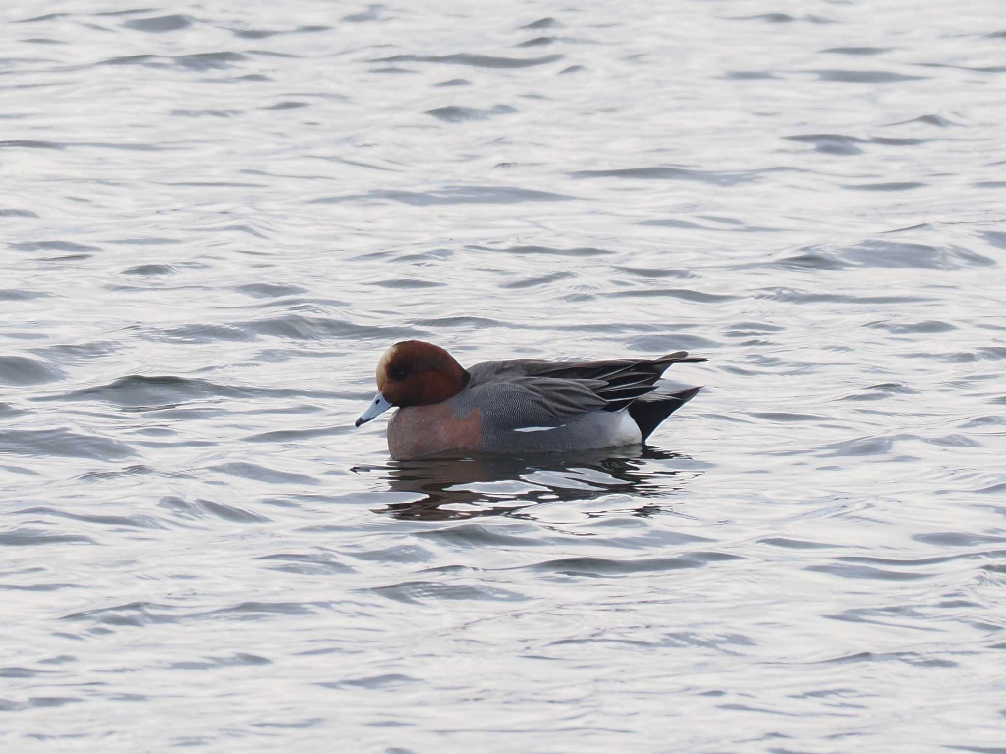 Eurasian Wigeon