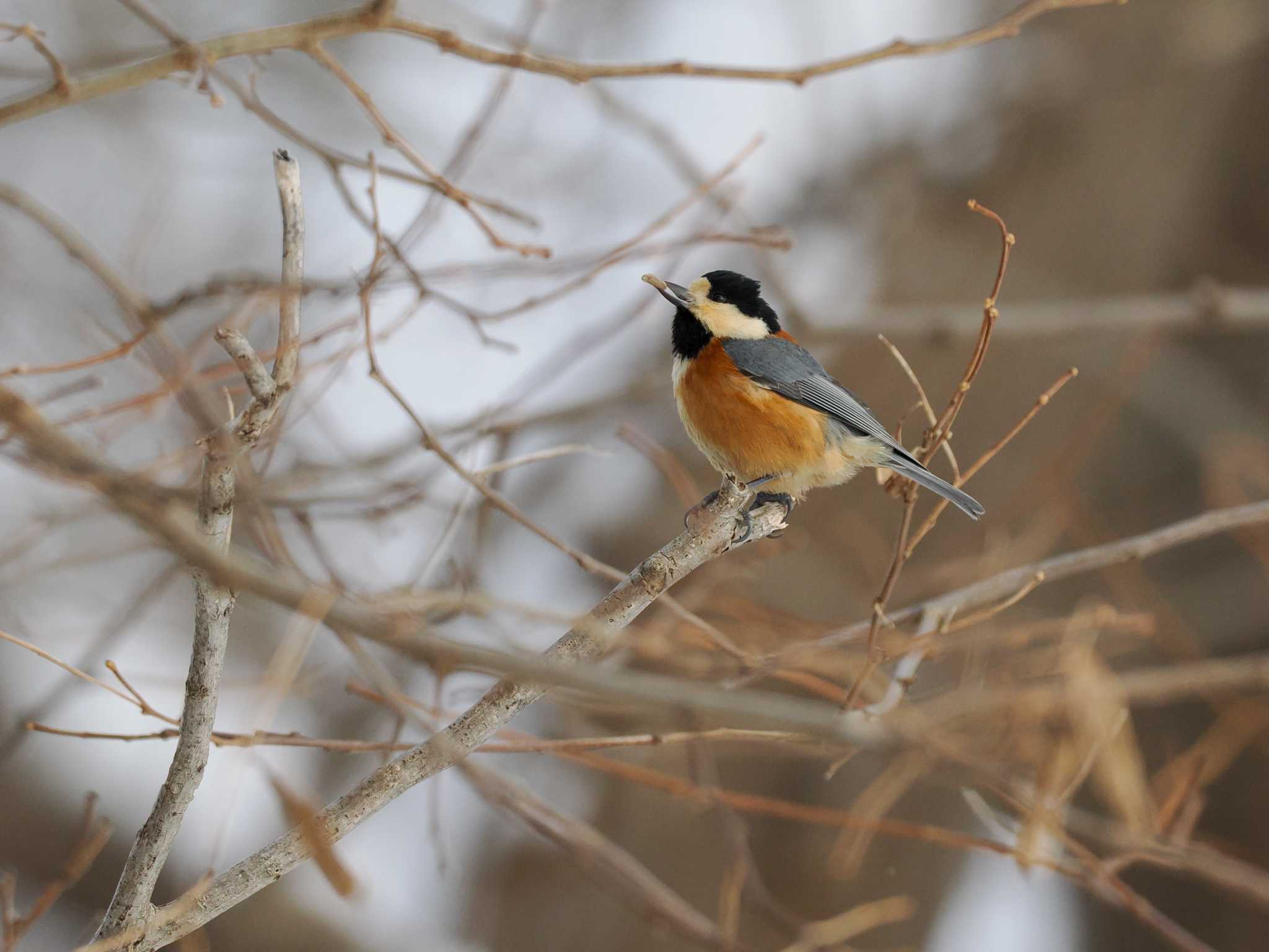 Varied Tit