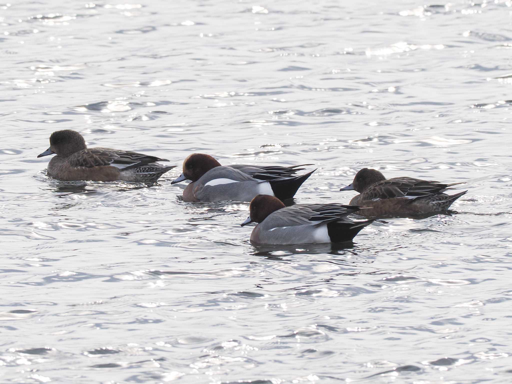 Eurasian Wigeon