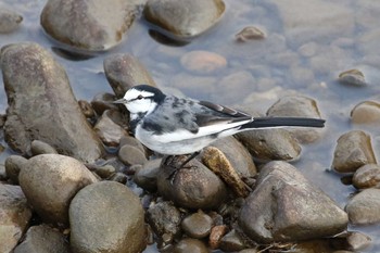 ハクセキレイ 北海道　函館市　松倉川 2018年11月6日(火)