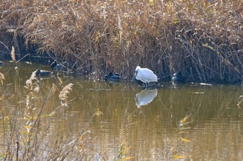 2024年1月14日(日) 大阪南港野鳥園の野鳥観察記録