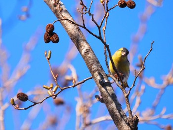 Eurasian Siskin 六甲山 Sun, 1/14/2024