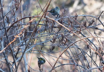 Eurasian Siskin 六甲山 Sun, 1/14/2024