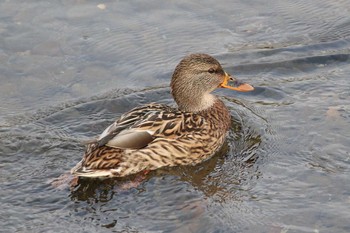 マガモ 北海道　函館市　松倉川 2018年11月6日(火)