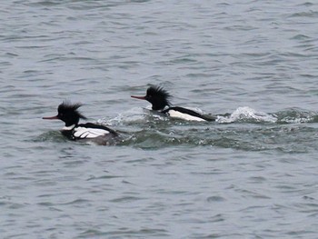 Red-breasted Merganser 石狩川河口 Sun, 1/14/2024