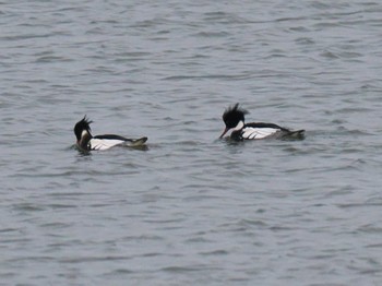 Red-breasted Merganser 石狩川河口 Sun, 1/14/2024