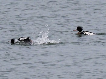 Red-breasted Merganser 石狩川河口 Sun, 1/14/2024