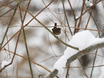 Sun, 1/14/2024 Birding report at 左股川緑地(札幌市西区)