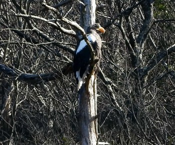 Steller's Sea Eagle Unknown Spots Sun, 1/14/2024