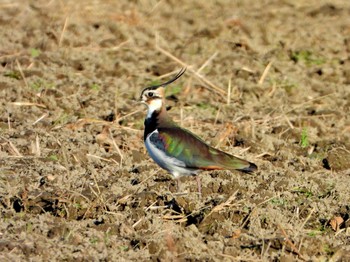 Northern Lapwing 野洲川河口 Sun, 1/14/2024