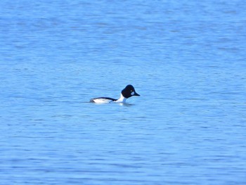 ホオジロガモ 湖北野鳥センター 2024年1月14日(日)