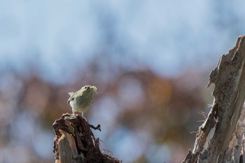 オオムシクイ 場所が不明 2018年11月5日(月)