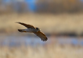 Eurasian Sparrowhawk Unknown Spots Sun, 1/14/2024