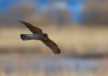 Eurasian Sparrowhawk Unknown Spots Sun, 1/14/2024