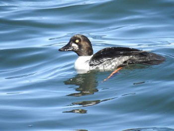 Sun, 1/14/2024 Birding report at 日の出三番瀬沿い緑道