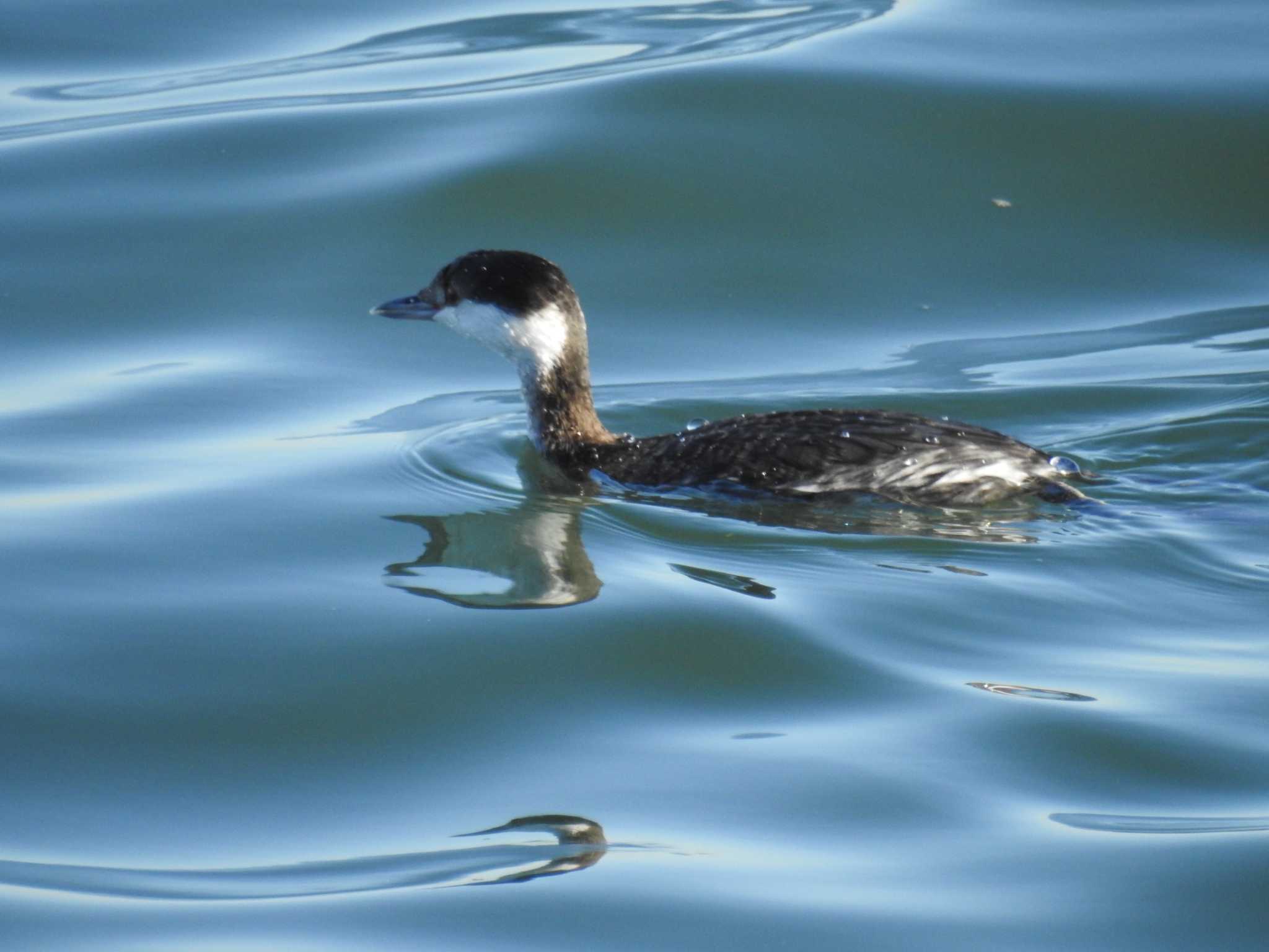 Photo of Horned Grebe at 日の出三番瀬沿い緑道 by Kozakuraband