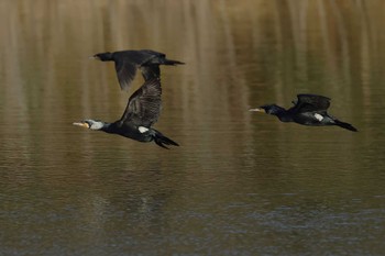 Great Cormorant 愛知県 Sun, 1/7/2024