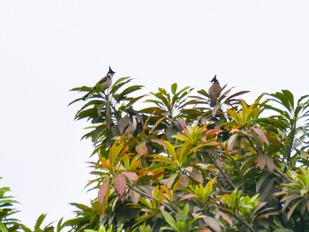 2023年12月31日(日) ホアンキエム, ベトナム, ハノイ市の野鳥観察記録