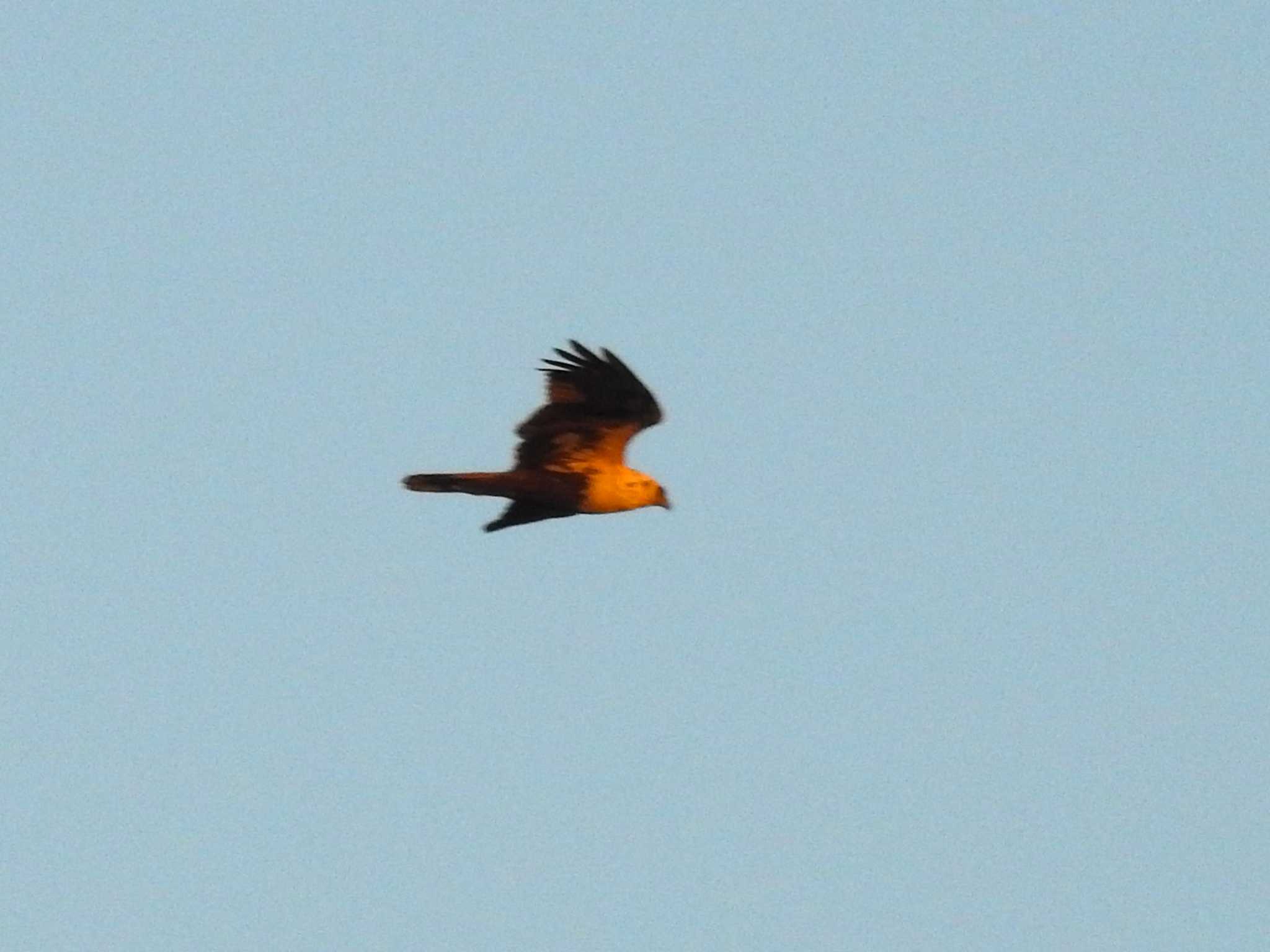 Photo of Eastern Marsh Harrier at Nabeta Reclaimed land by どらお