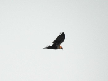 2024年1月14日(日) 鍋田干拓地の野鳥観察記録