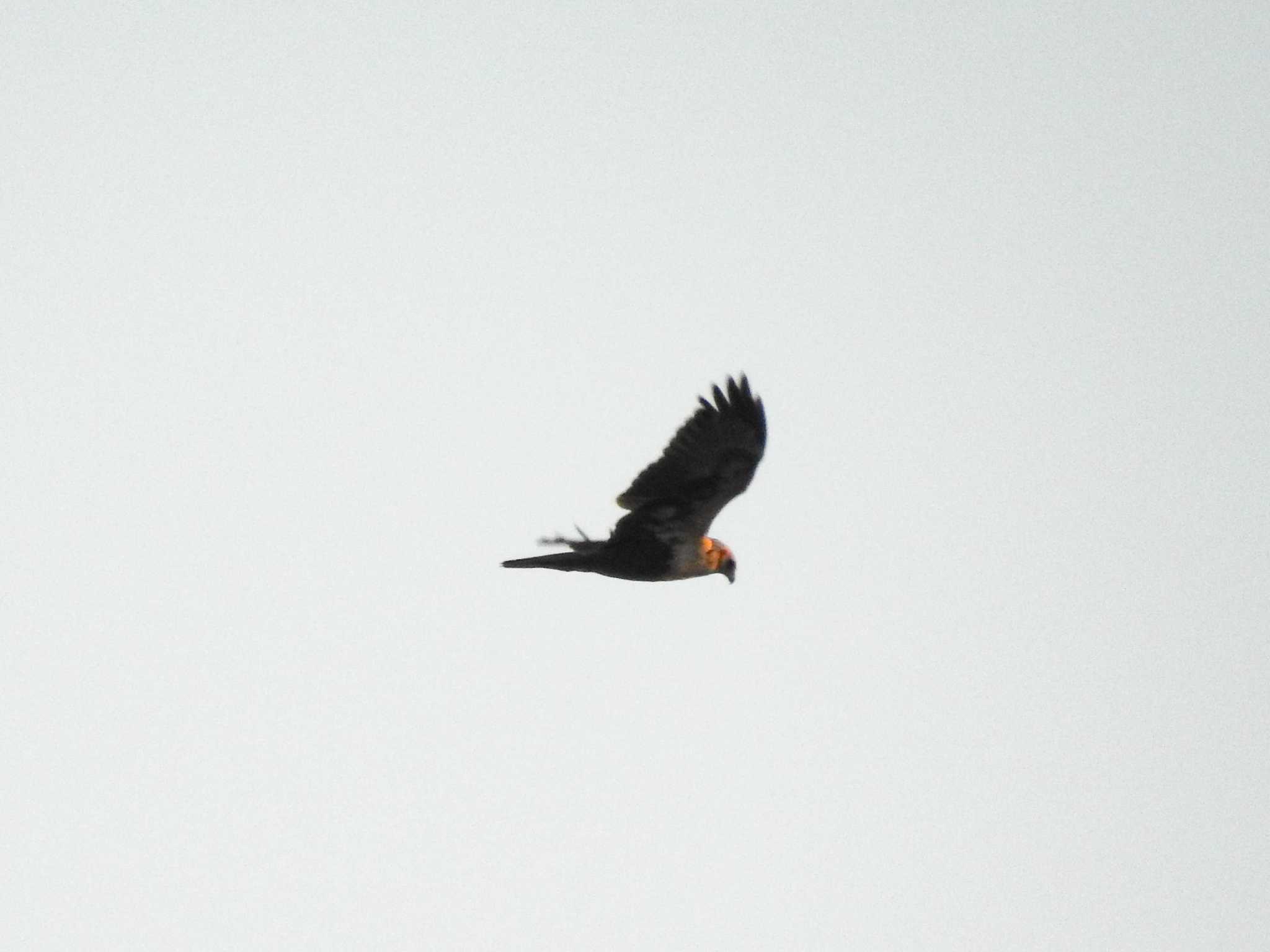 Photo of Eastern Marsh Harrier at Nabeta Reclaimed land by どらお