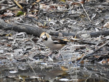 2024年1月13日(土) 祖父江ワイルドネイチャー緑地の野鳥観察記録