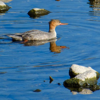 Sat, 12/9/2023 Birding report at 鴨川