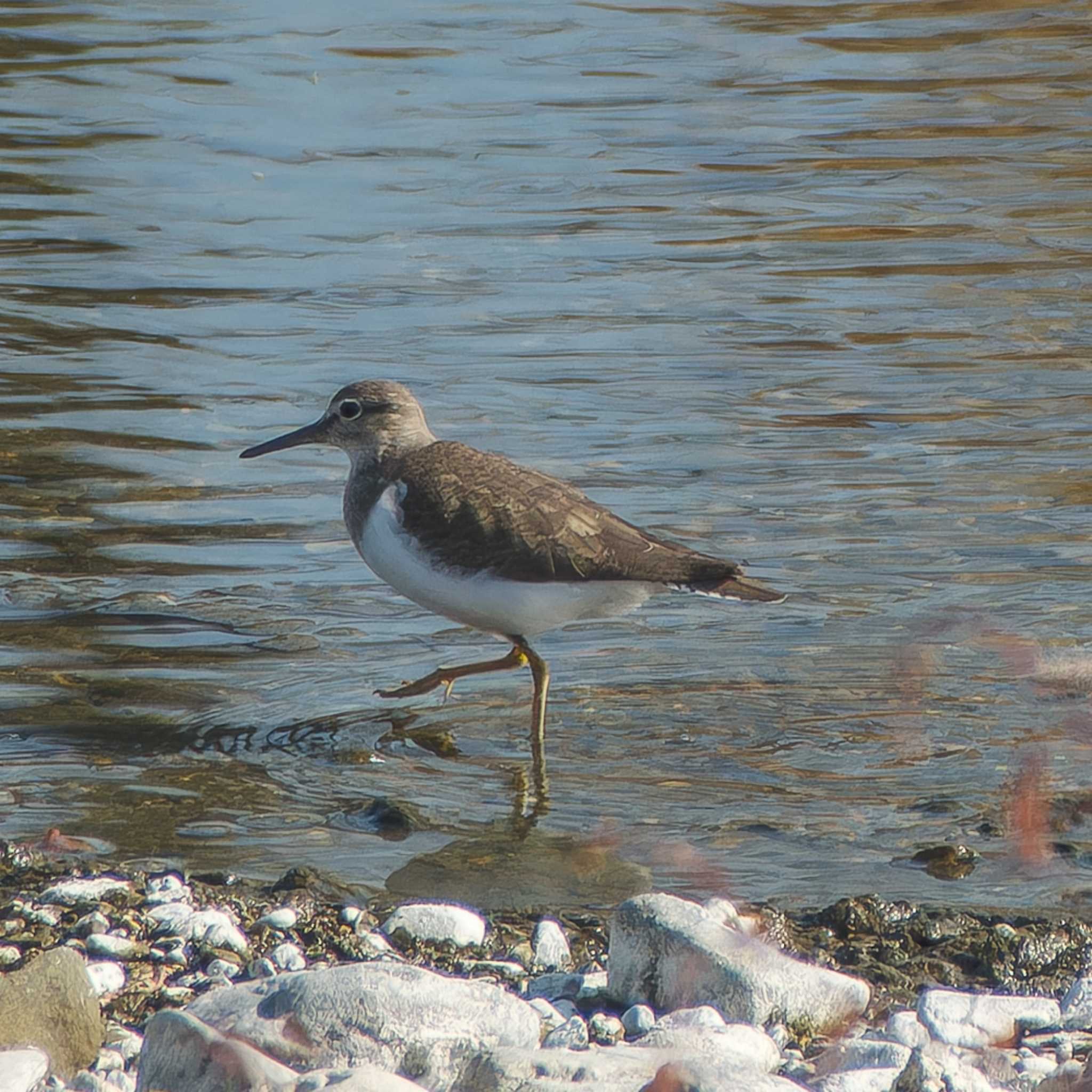 Common Sandpiper