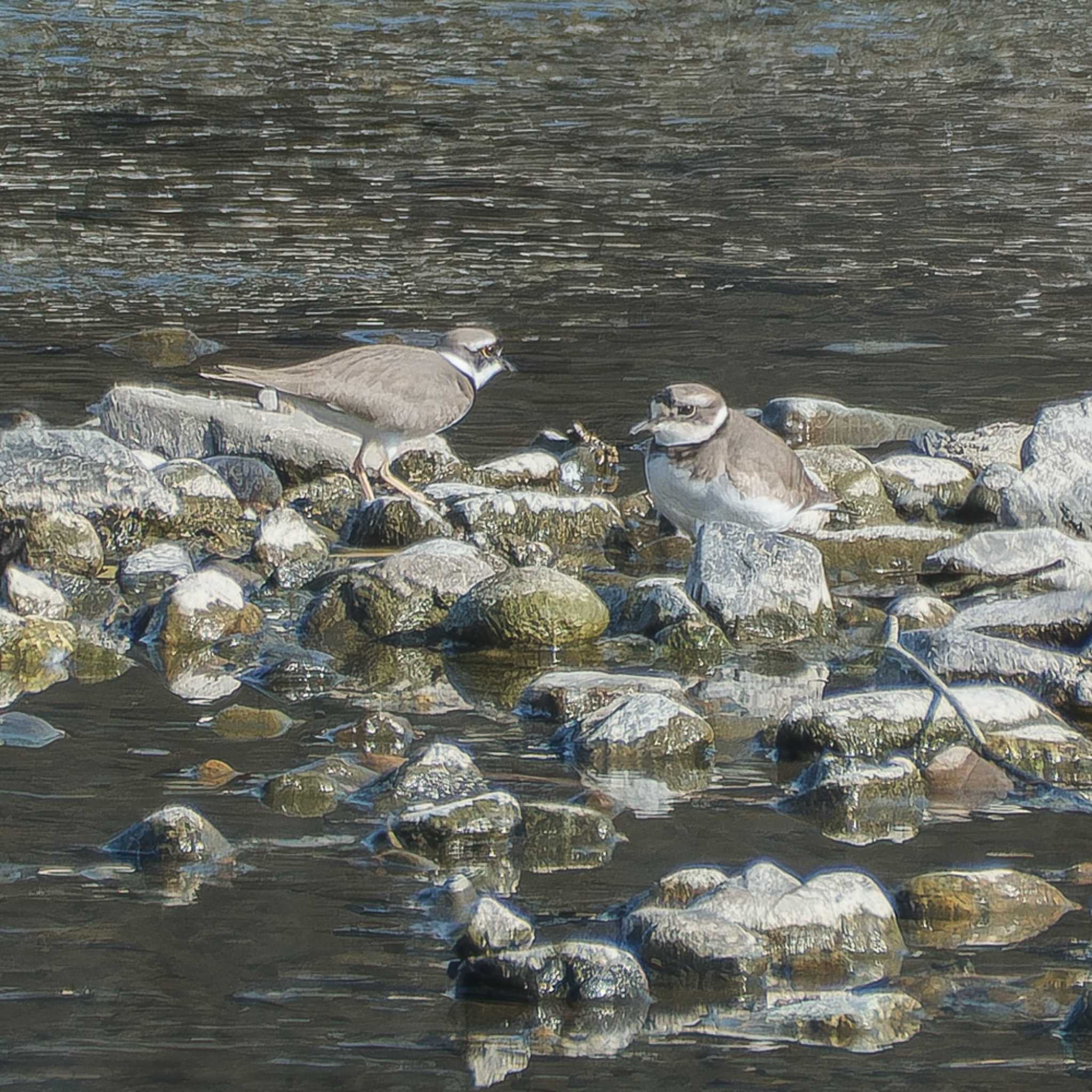 Long-billed Plover