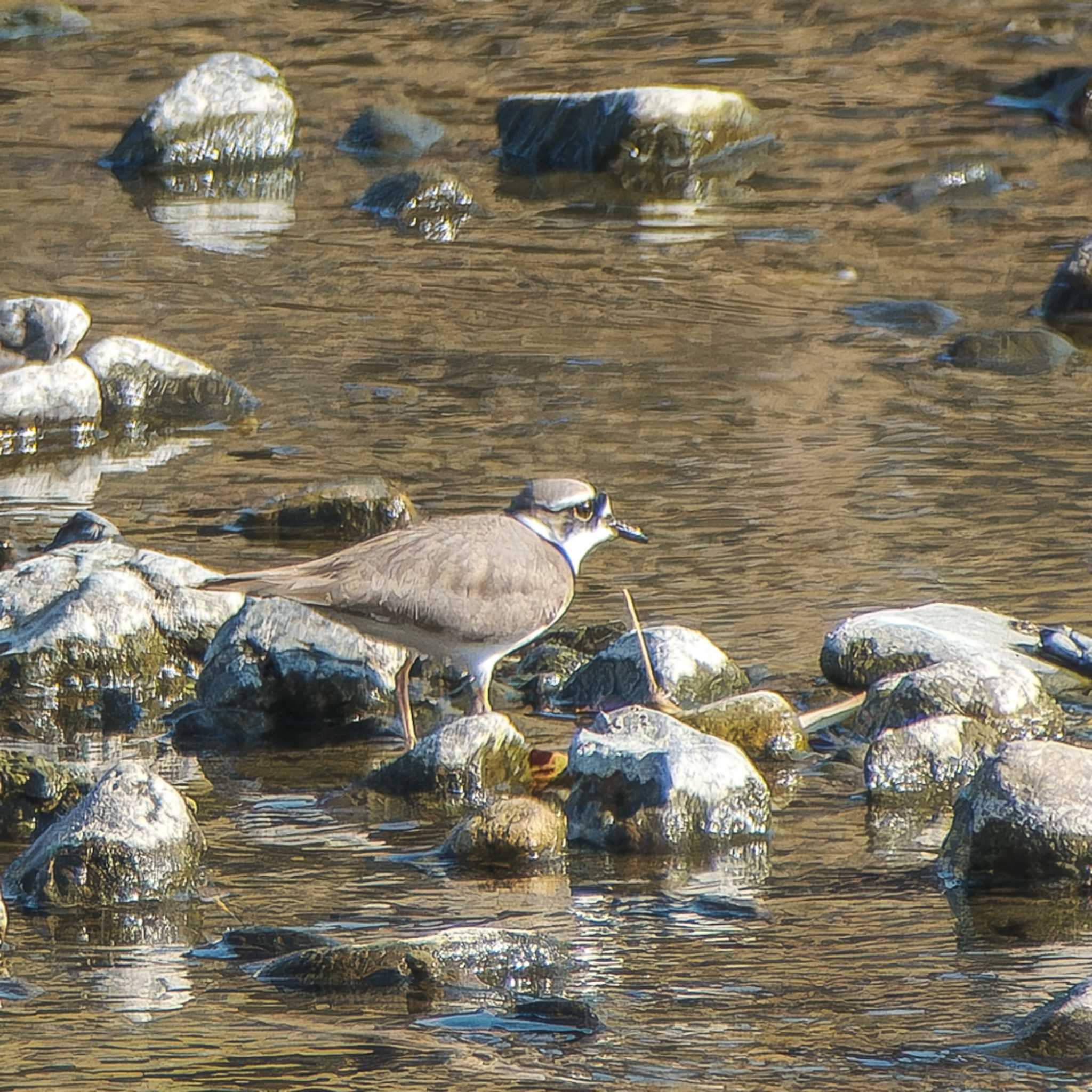 Photo of Long-billed Plover at 鴨川 by K.AKIYAMA