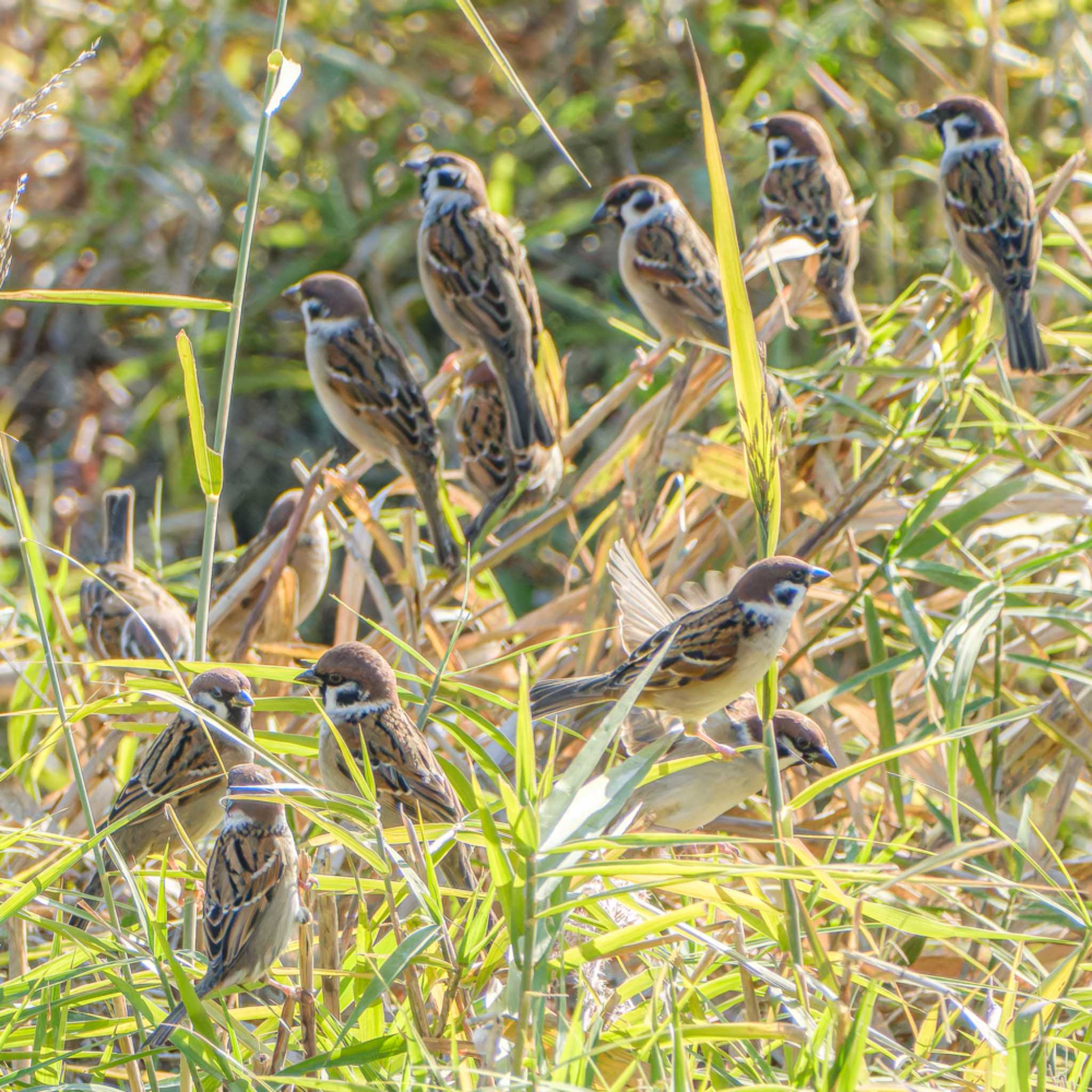 Photo of Eurasian Tree Sparrow at 鴨川 by K.AKIYAMA