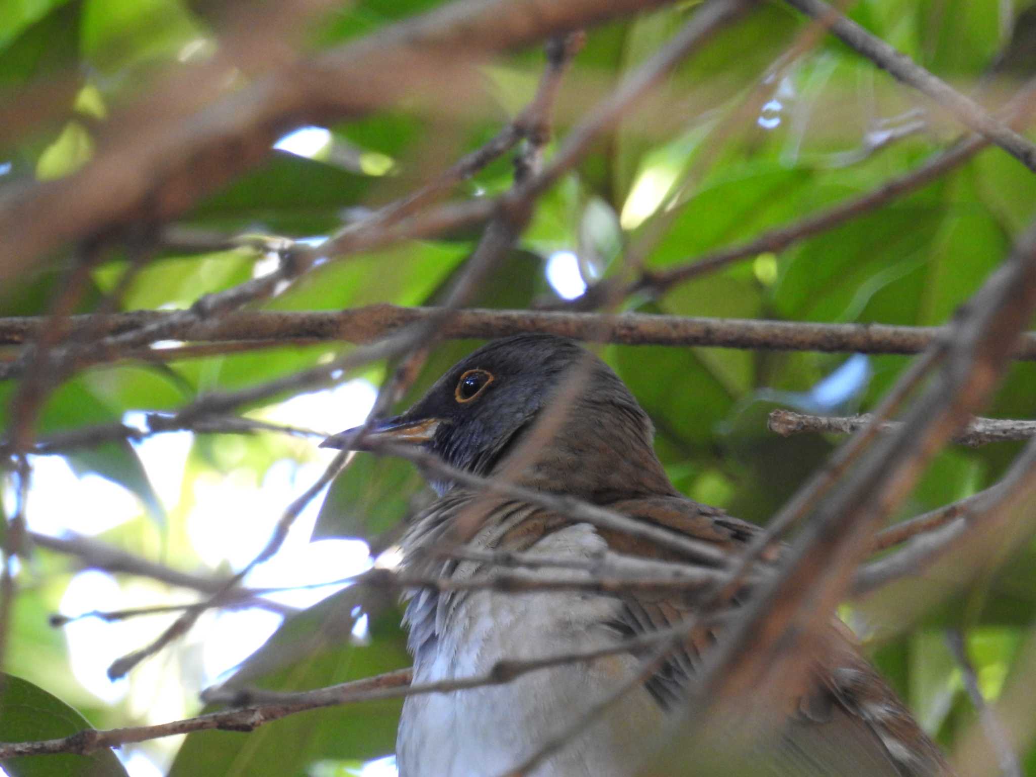 Pale Thrush