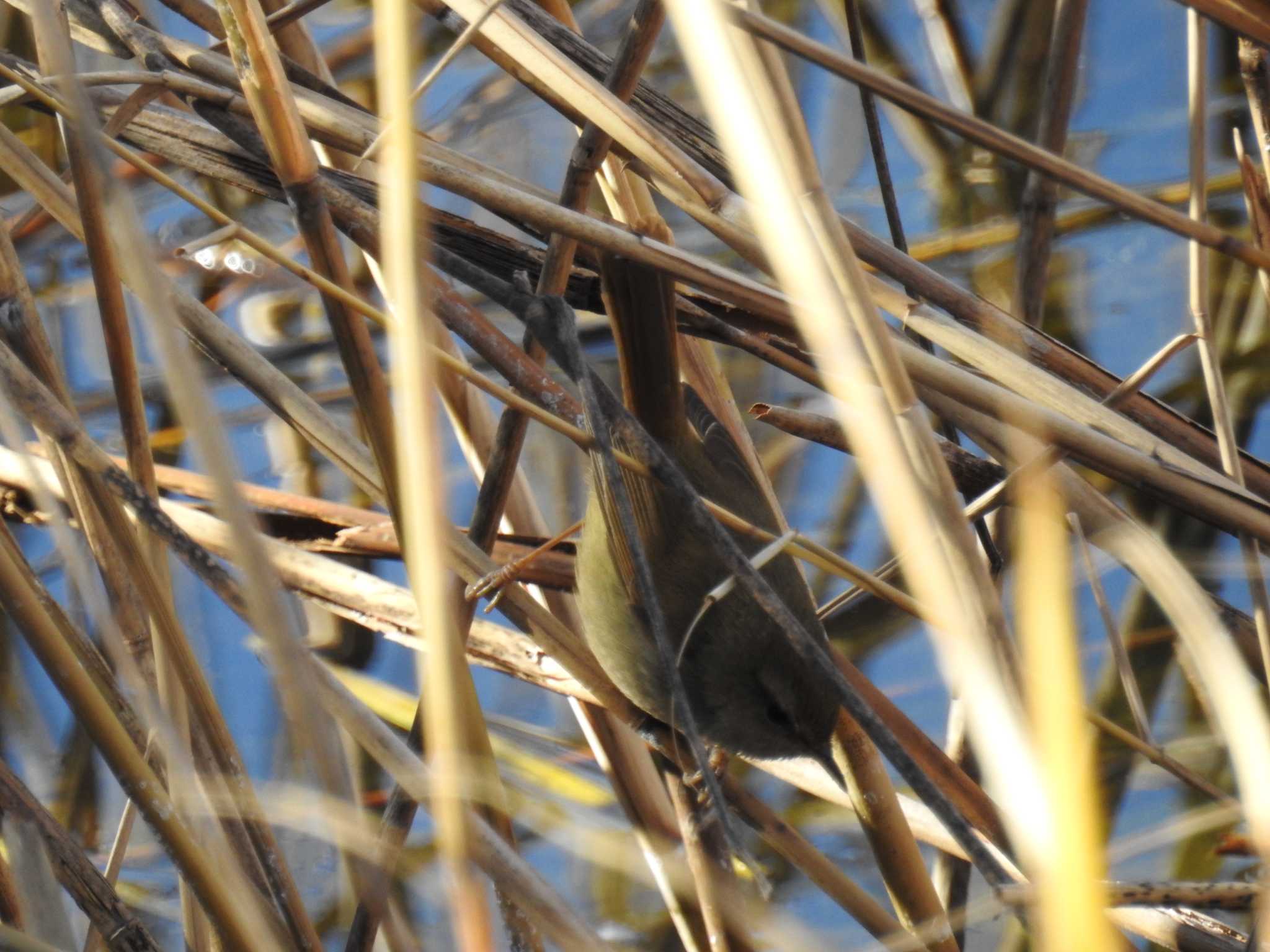 Japanese Bush Warbler