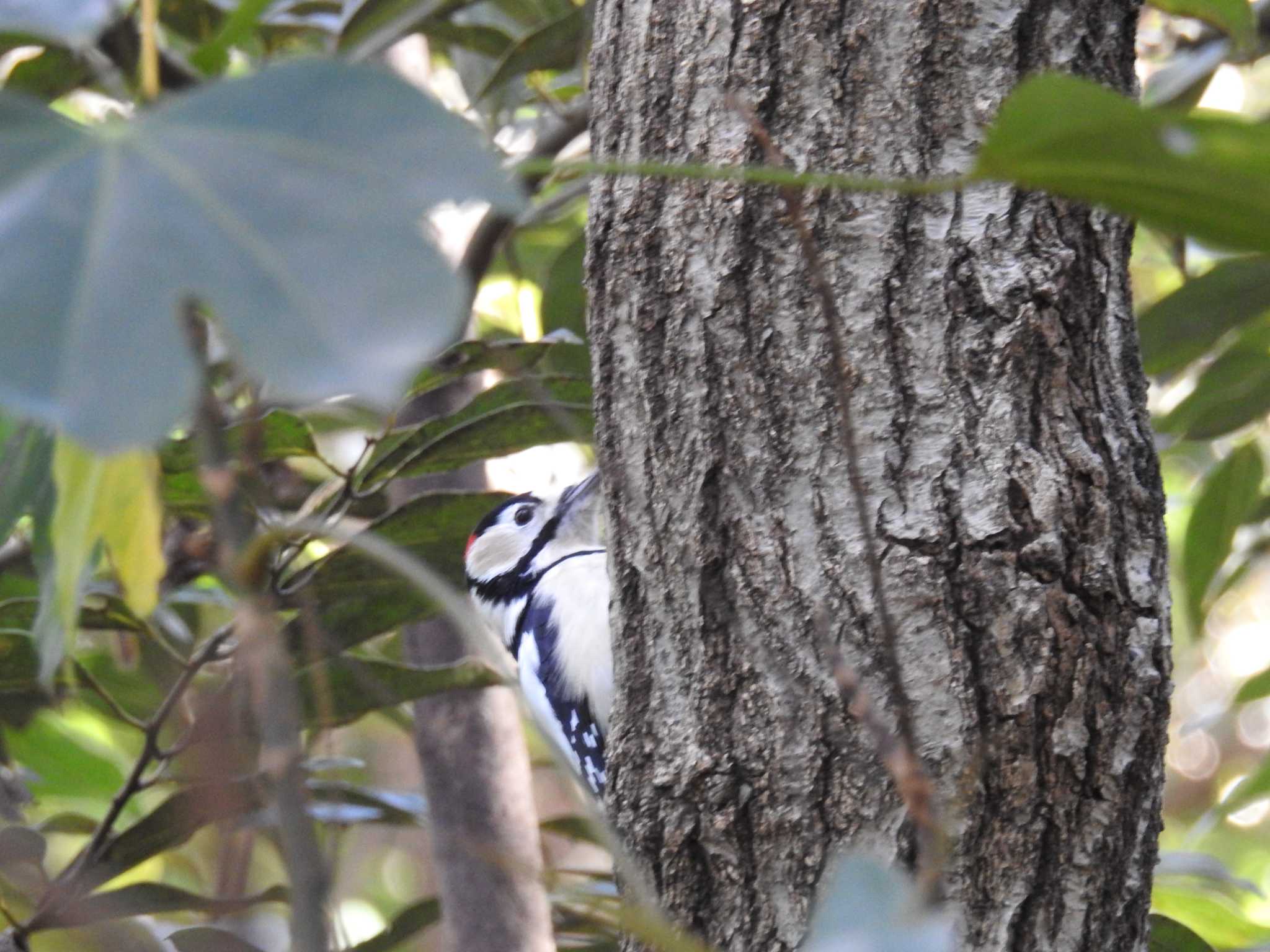 Great Spotted Woodpecker