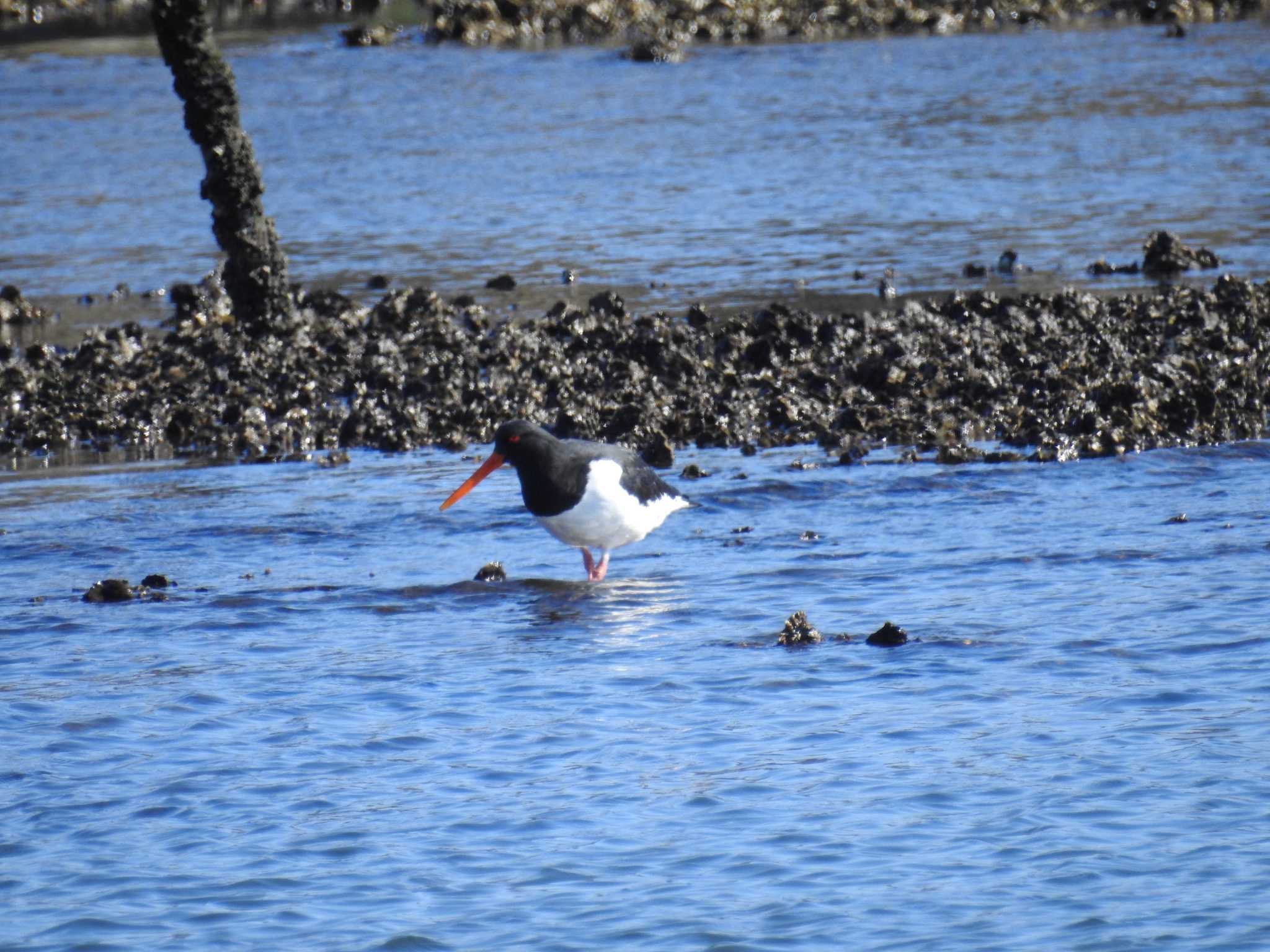 Eurasian Oystercatcher