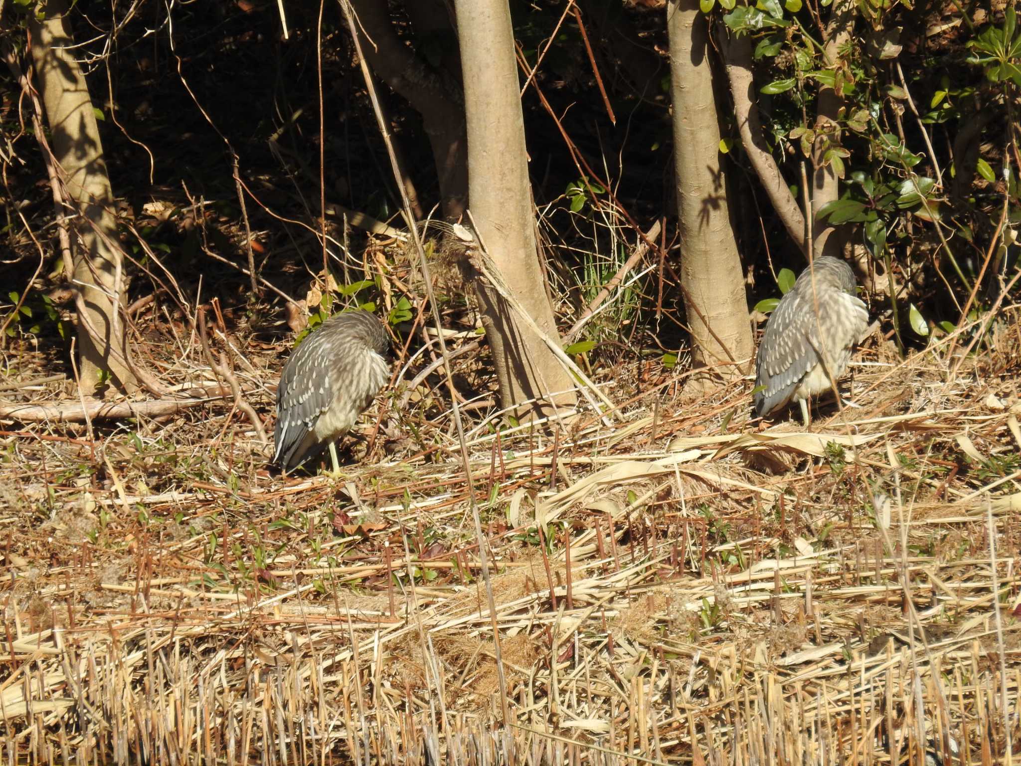 Black-crowned Night Heron