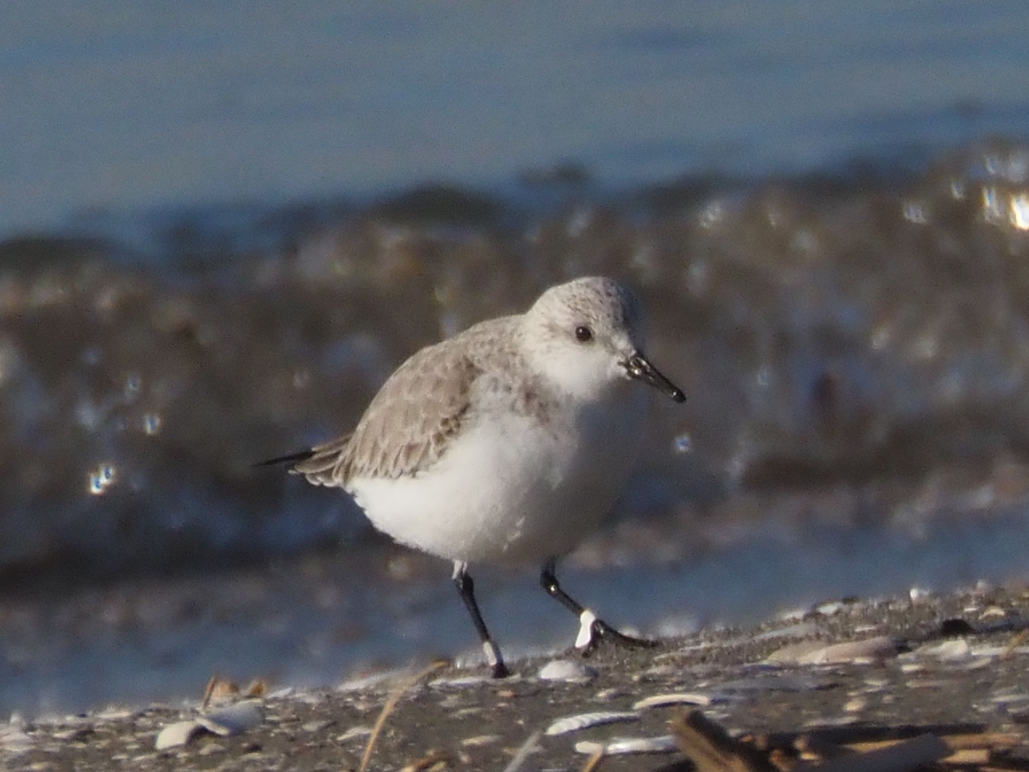 Photo of Red-necked Stint at Isanuma by ほーちゃん