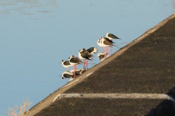 Black-winged Stilt 土留木川河口(東海市) Sun, 1/14/2024