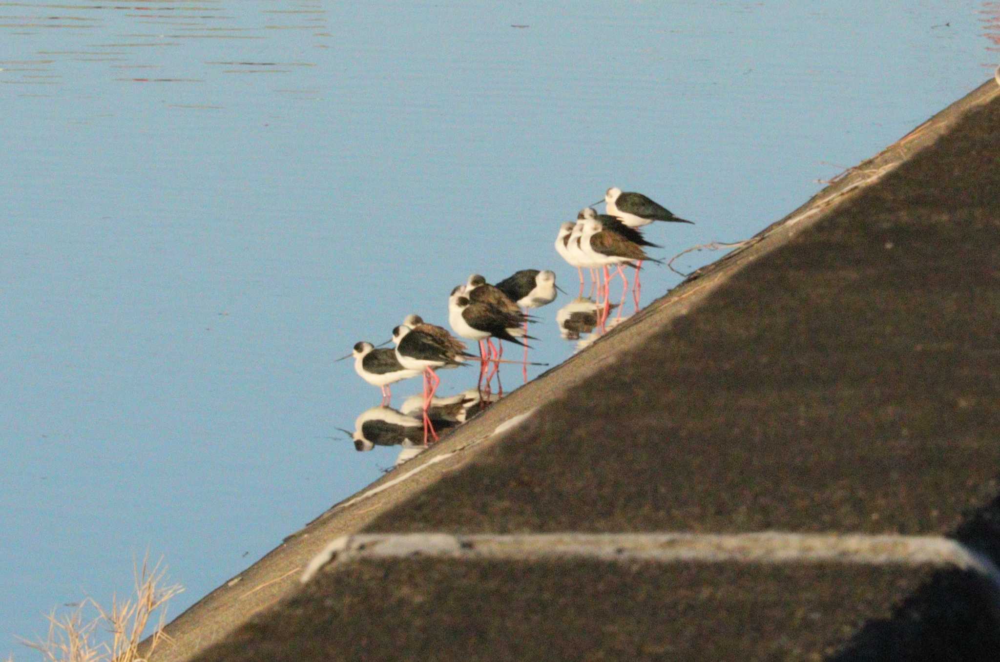 Black-winged Stilt