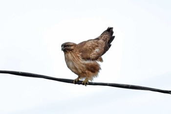 Eastern Buzzard 大沼(宮城県仙台市) Mon, 1/8/2024