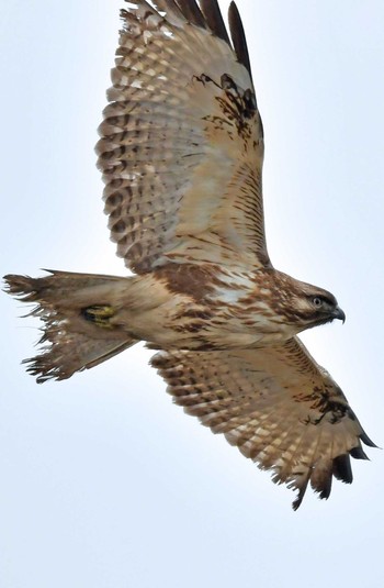 Eastern Buzzard 大沼(宮城県仙台市) Mon, 1/8/2024